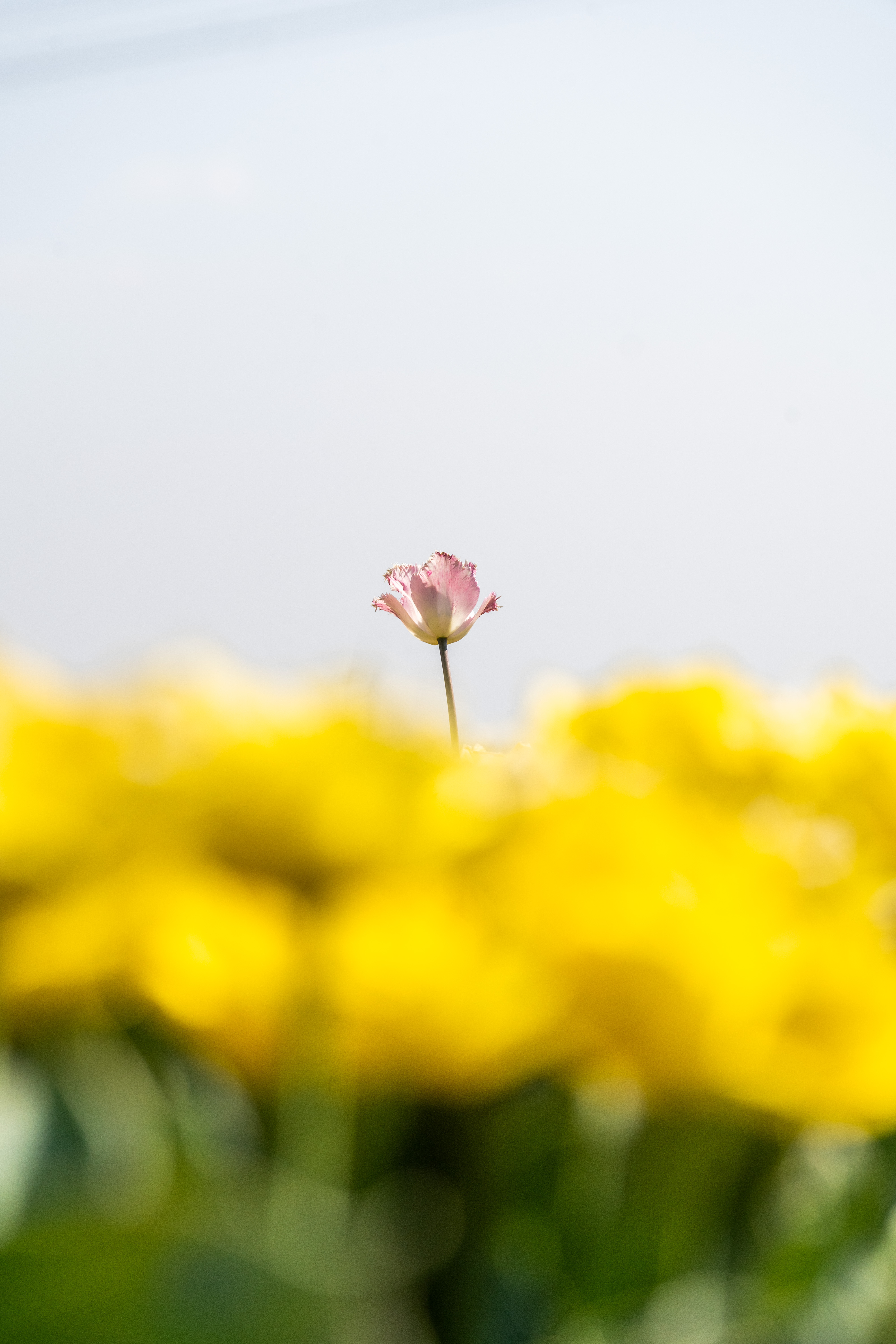 Descriptive alt text