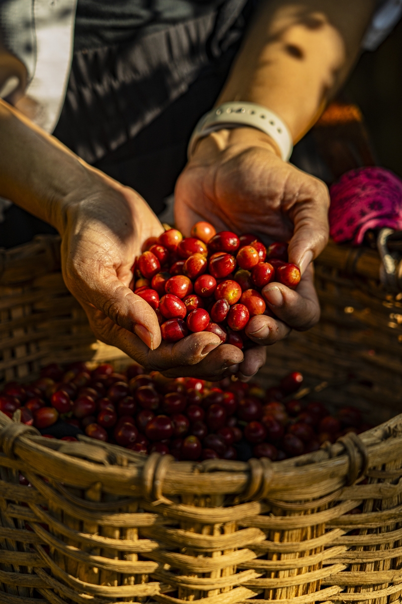 DNuevo Coffee Specialty profile image